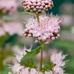 CARYOPTERIS clandonensis 'Stephi'® - Spiréé Bleue