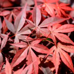 Érable du Japon 'Shojo-Nomura' - Acer palmatum 'Shojo-Nomura', érable japonais