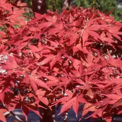 Érable du Japon 'Shojo-Nomura' - Acer palmatum 'Shojo-Nomura', érable japonais