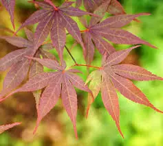 Érable du Japon 'Yezo-Nishiki' - Acer palmatum 'Yezo-Nishiki', érable japonais