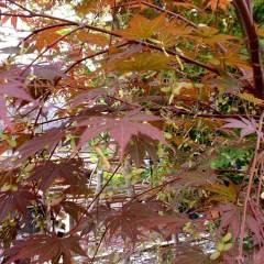 ACER palmatum 'Yezo-Nishiki' - Erable du Japon