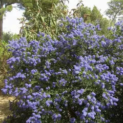 CEANOTHUS arboreus 'Trewithen Blue' - Céanothe en arbre, Lilas de Californie