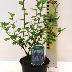 CEANOTHUS 'Trewithen Blue' - Céanothe