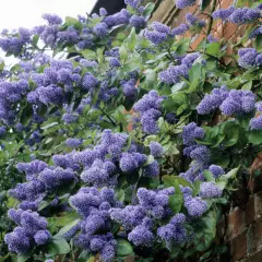 CEANOTHUS arboreus 'Trewithen Blue' - Céanothe en arbre, Lilas de Californie