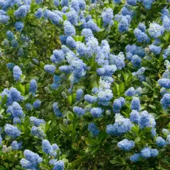 CEANOTHUS 'Cascade' - Céanothe, Lilas de Californie