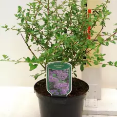 CEANOTHUS 'Cascade' - Céanothe