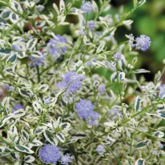 CEANOTHUS impressus 'Cool Blue'® - Céanothe
