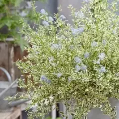 CEANOTHUS impressus 'Cool Blue'® - Céanothe