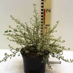 CEANOTHUS impressus 'Cool Blue'® - Céanothe