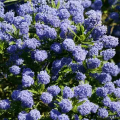 CEANOTHUS impressus 'Puget Blue' - Céanothe en arbre, Lilas de Californie