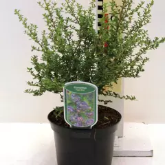 CEANOTHUS 'Puget Blue' - Ceanothe bleu
