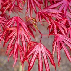 Érable du Japon 'Trompenburg' - Acer palmatum 'Trompenburg', érable japonais