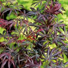 Érable du Japon 'Trompenburg' - Acer palmatum 'Trompenburg', érable japonais