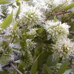 ABELIA chinensis - Abélia de Chine