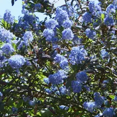 CEANOTHUS 'Italian Skies' - Céanothe, Lilas de Californie