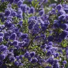 CEANOTHUS 'Italian Skies' - Céanothe, Lilas de Californie