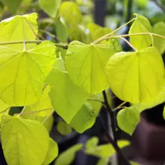 CERCIS canadensis 'Hearts of Gold' - Arbre de judée doré