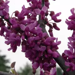 CERCIS canadensis 'Hearts of Gold' - Arbre de judée doré