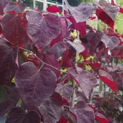 CERCIS canadensis 'Ruby Falls' - Arbre de Judée pleureur