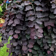 CERCIS canadensis 'Ruby Falls' - Arbre de Judée pleureur