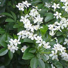 CHOISYA ternata 'Walbertons Moonshine' - Oranger du Mexique