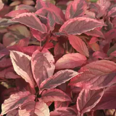 CORNUS alba 'Hedgerows Gold' - Cornouiller blanc