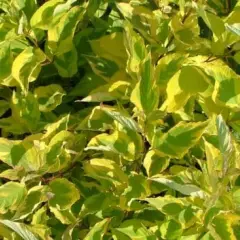 CORNUS alba 'Hedgerows Gold' - Cornouiller blanc