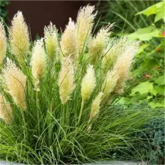 CORTADERIA selloana 'Tiny Pampas' - Herbe de la pampa naine