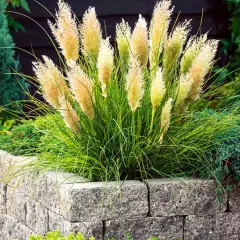 CORTADERIA selloana 'Tiny Pampas' - Herbe de la pampa naine