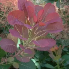 COTINUS coggygria 'Red Spirit' - Arbre à perruques