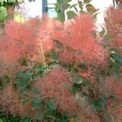 COTINUS coggygria 'Red Spirit' - Arbre à perruques