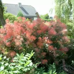 COTINUS coggygria 'Red Spirit' - Arbre à perruques