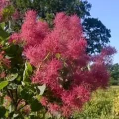 COTINUS coggygria 'Smokey Joe' - Arbre à perruques nain