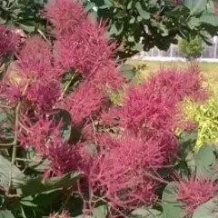 COTINUS coggygria 'Smokey Joe' - Arbre à perruques nain