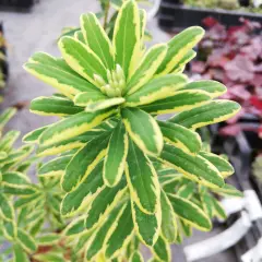 DAPHNE odora 'Astrid' - Daphnée parfumée