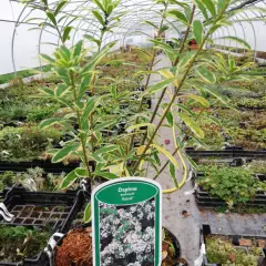 DAPHNE odora 'Astrid' - Daphnée parfumée