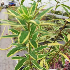 DAPHNE odora 'Astrid' - Daphnée parfumée