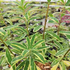 DAPHNE odora 'Astrid' - Daphnée parfumée, Bois joli