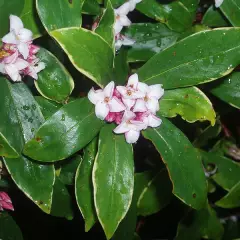 DAPHNE odora - Daphnée parfumée, Bois joli