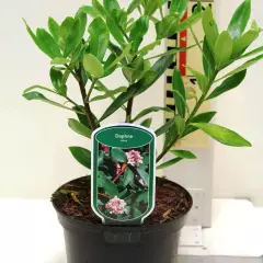 DAPHNE odora - Daphnée parfumée / Bois joli