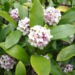 DAPHNE odora - Daphnée parfumée, Bois joli