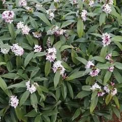 DAPHNE odora 'Perfume Princess'® - Daphnée parfumée