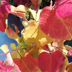 CERCIS canadensis 'Eternal Flame'