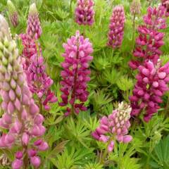 LUPINUS 'Gallery Red' - Lupin