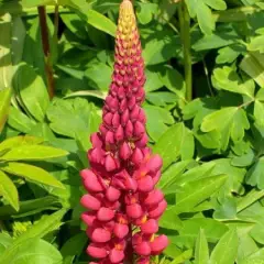 LUPINUS 'Gallery Red' - Lupin