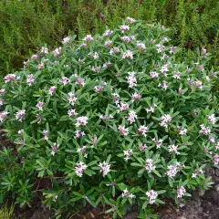 DAPHNE transatlantica 'Pink Fragrance'® - Daphnée parfumée