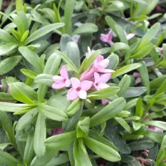 DAPHNE transatlantica 'Pink Fragrance'® - Daphnée parfumée