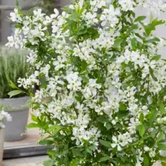 EXOCHORDA racemosa 'Blushing Pearl'® - Buisson de Perles