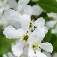 EXOCHORDA racemosa 'Blushing Pearl' ('Huibl')® - Buisson de Perles