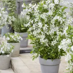 EXOCHORDA racemosa 'Blushing Pearl' ('Huibl')® - Buisson de Perles